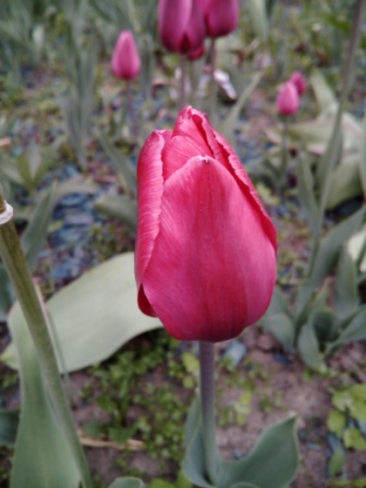 336x448  54 KB. Big one: 3120x4160  2408 KB