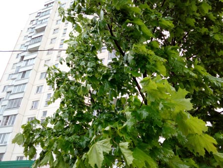 450x338  56 KB. Big one: 3264x2448  3792 KB