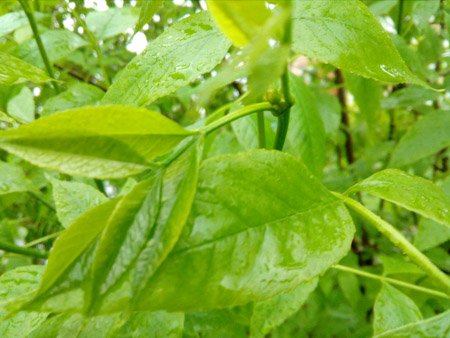 450x338  57 KB. Big one: 3264x2448  3481 KB