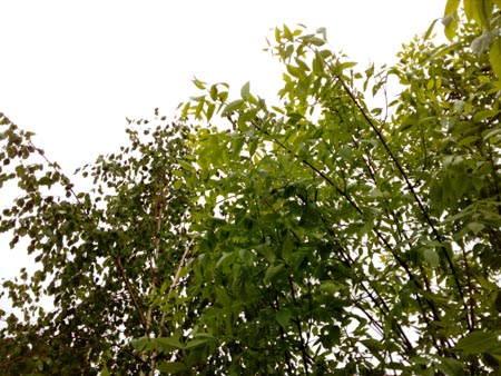 450x338  60 KB. Big one: 3264x2448  3370 KB