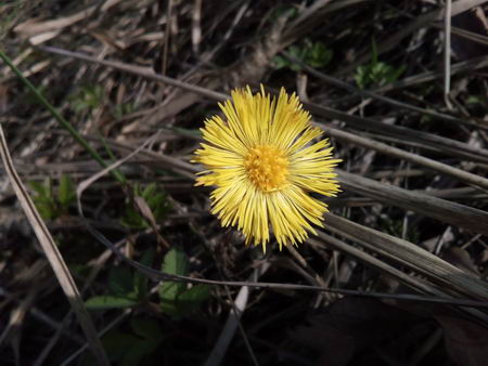 450x338  45 KB. Big one: 3264x2448  2333 KB