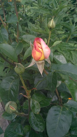 253x450  50 KB. Big one: 2340x4160  1992 KB