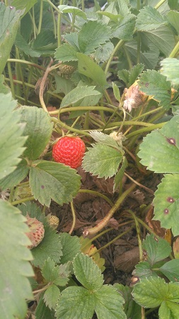 253x450  64 KB. Big one: 2340x4160  2263 KB