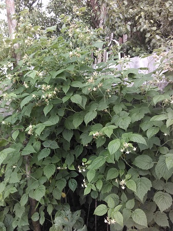 337x450  107 KB. Big one: 1920x2560  1744 KB