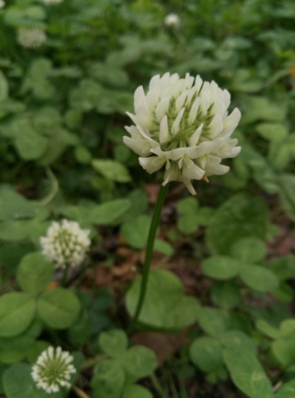 332x448  55 KB. Big one: 3120x4208  3169 KB