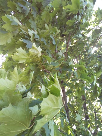 338x450  48 KB. Big one: 3456x4608  2766 KB