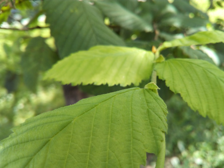 450x338  50 KB. Big one: 4608x3456  1689 KB