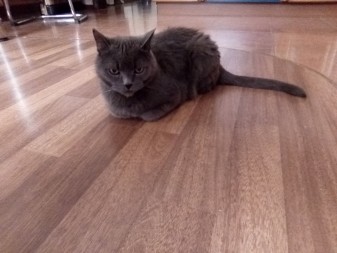 337x253  165 KB. Big one: 2560x1920  1329 KB