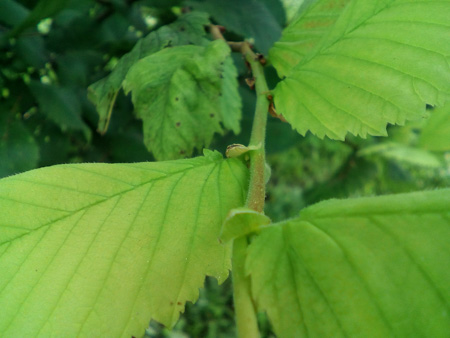 450x338  52 KB. Big one: 3264x2448  1335 KB