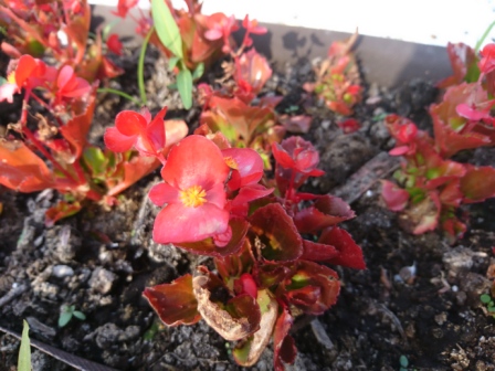 448x336  116 KB. Big one: 5520x4140  8329 KB