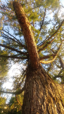 253x450  58 KB. Big one: 2160x3840  4518 KB