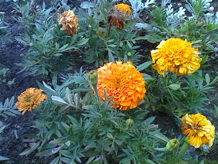 450x338  66 KB. Big one: 1600x1200  670 KB