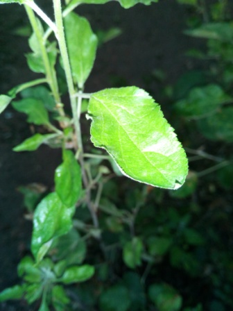 336x448  54 KB. Big one: 3120x4160  3294 KB