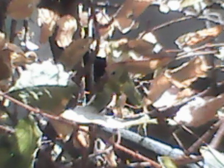 450x338  72 KB. Big one: 640x480  71 KB