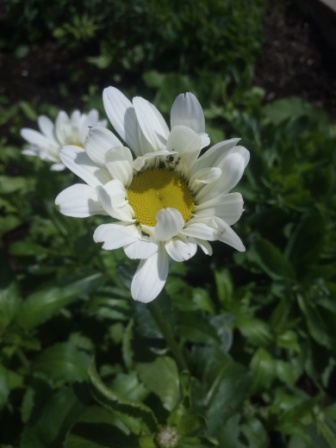 336x448  51 KB. Big one: 3120x4160  1805 KB