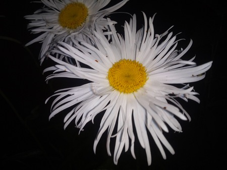 450x337  40 KB. Big one: 3264x2448  1946 KB