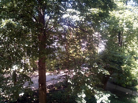 450x337  105 KB. Big one: 3264x2448  4040 KB