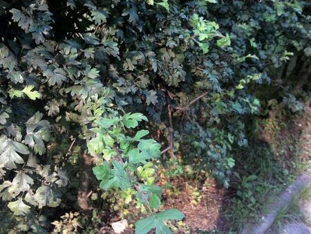 450x338  78 KB. Big one: 2560x1920  1352 KB