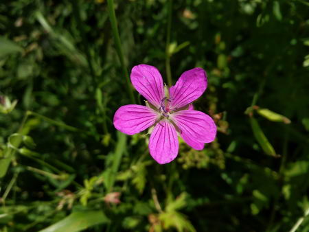 450x338  41 KB. Big one: 4160x3120  3461 KB