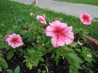 337x253  56 KB. Big one: 3264x2448  2062 KB