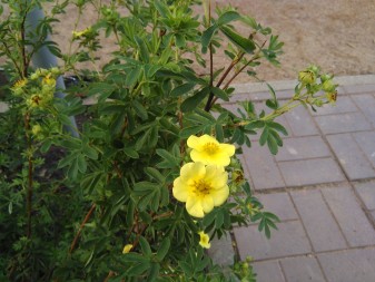 337x253  55 KB. Big one: 3264x2448  2432 KB