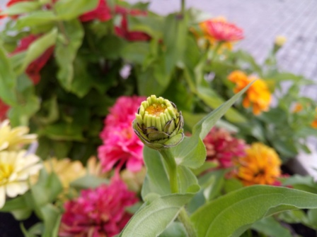 448x336  61 KB. Big one: 5312x3984  5386 KB