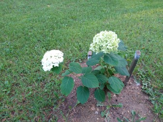 337x253  70 KB. Big one: 5520x4140  10723 KB