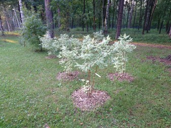 337x253  73 KB. Big one: 5520x4140  13482 KB