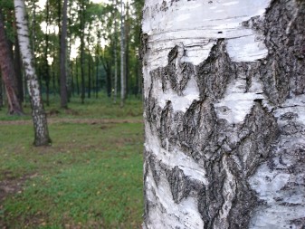 337x253  69 KB. Big one: 5520x4140  10208 KB