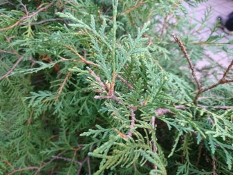 337x253  73 KB. Big one: 5520x4140  9319 KB