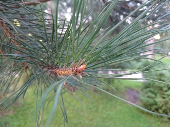 337x253 62 KB. Big one: 5520x4140 8656 KB 337x253 62 KB. Big one: 5520x4140 8656 KB