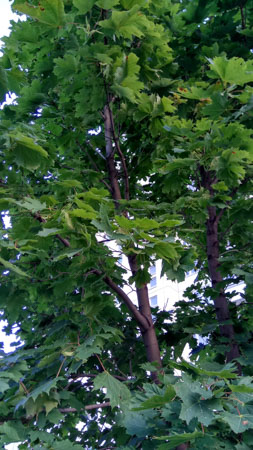 253x450  53 KB. Big one: 2368x4208  3274 KB