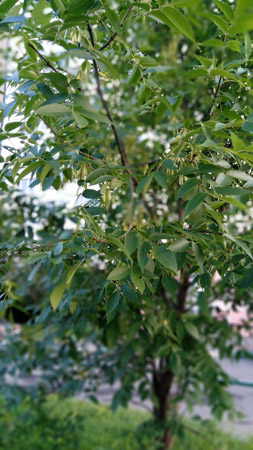 253x450  59 KB. Big one: 1728x3072  3804 KB