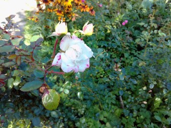 337x253  43 KB. Big one: 3264x2448  3325 KB