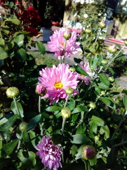 253x337  48 KB. Big one: 2448x3264  3817 KB