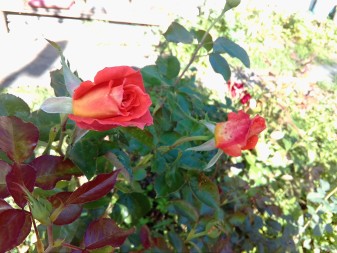 337x253  38 KB. Big one: 3264x2448  2558 KB