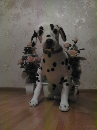 336x448  36 KB. Big one: 2448x3264  1657 KB