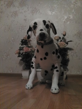 336x448  35 KB. Big one: 2448x3264  1636 KB