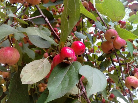 450x337  81 KB. Big one: 3264x2448  3828 KB