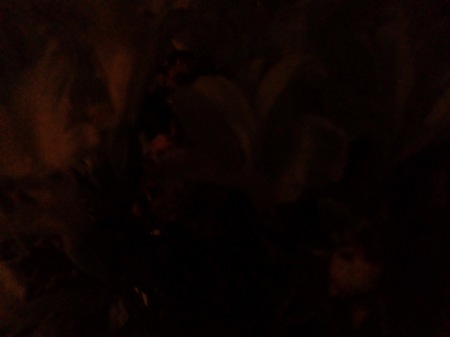 450x337  18 KB. Big one: 3264x2448  1298 KB