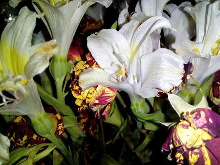 450x337  74 KB. Big one: 3264x2448  3385 KB