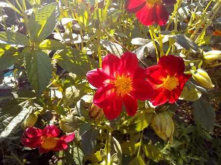 450x337  162 KB. Big one: 3264x2448  2424 KB