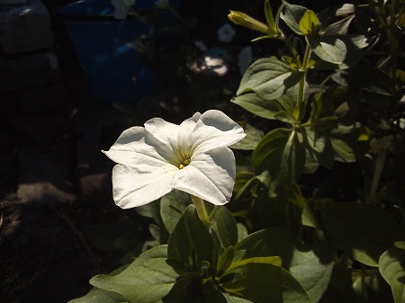 450x337  108 KB. Big one: 3264x2448  1202 KB