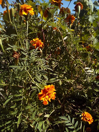 337x450  187 KB. Big one: 2448x3264  3488 KB