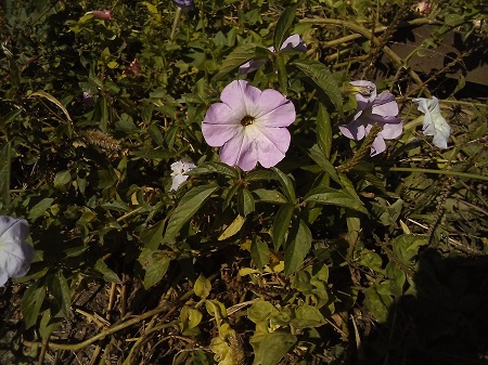 450x337  157 KB. Big one: 3264x2448  2262 KB