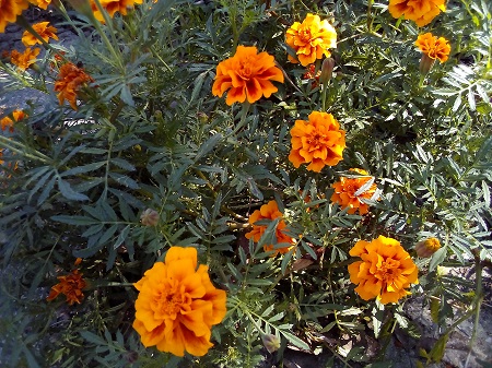 450x337  181 KB. Big one: 3264x2448  3399 KB