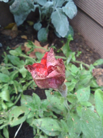 336x448  88 KB. Big one: 2448x3264  4832 KB