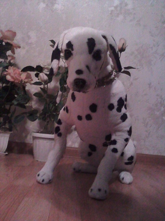 336x448  78 KB. Big one: 1200x1600  880 KB