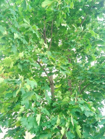 338x450  50 KB. Big one: 3120x4160  6281 KB