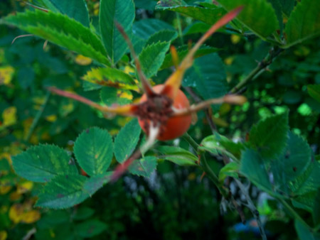 450x338  48 KB. Big one: 4160x3120  2941 KB